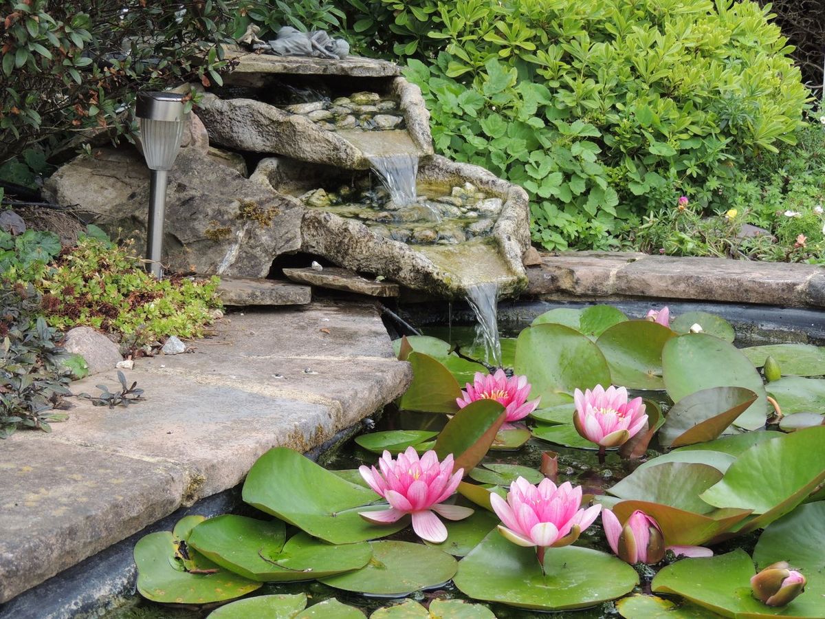 Vijver met waterlelies en beplanting in een aangelegde tuin