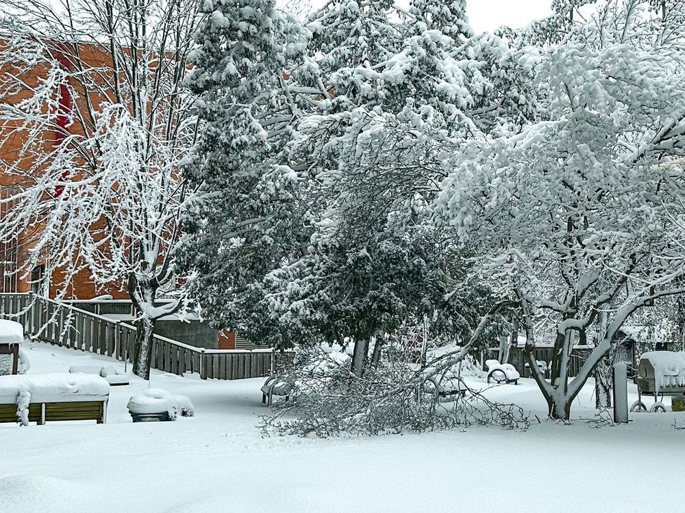 Tuin winterklaar, bedekt met sneeuw
